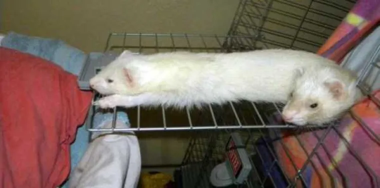 Ne, nije tako, pogledajte opet. :-)