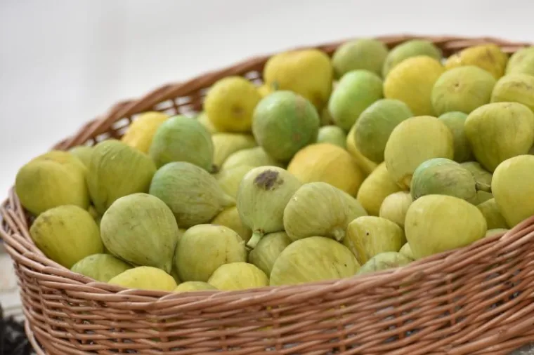 Kod Trga 5 bunara odrzava se 8. festival smokava, manifestacija posvecena ovoj kraljici voca, kako joj nutricionisti i brojni ljubitelji tepaju. Ove se godine odrzava osmi put pod geslom Mladost, zdravlje, ljepota, cime organizatori zele naglasiti nutricionisticku vrijednost ove stoljetne hraniteljice Dalmacije.