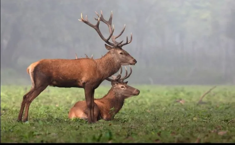 4. Nema divljih životinja.