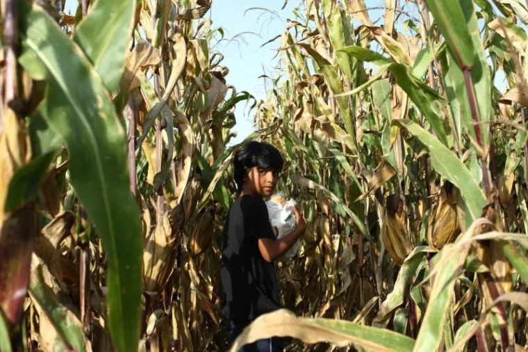 Hrvatska policija u polju čeka sirijske izbjeglice te ih kombijima prevozi u policijsku postaju Tovarnik. Ondje bivaju registrirani te ih se prevozi dalje, u prihvatni centar Ježevo.