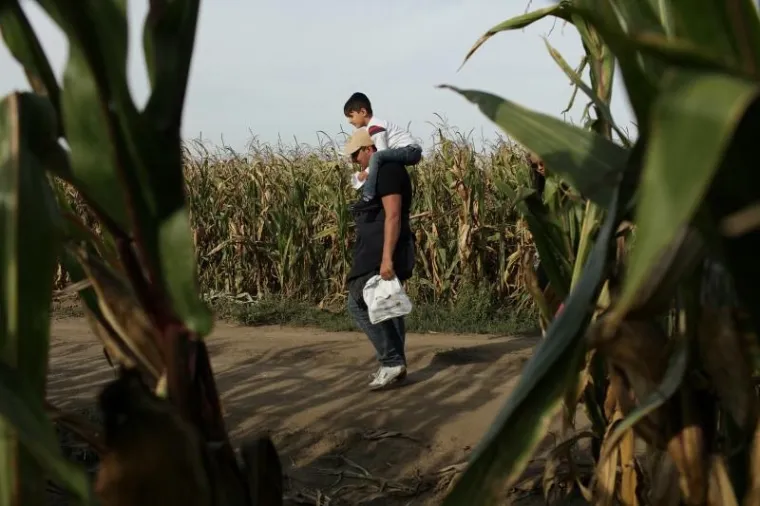 Hrvatska policija u polju čeka sirijske izbjeglice te ih kombijima prevozi u policijsku postaju Tovarnik. Ondje bivaju registrirani te ih se prevozi dalje, u prihvatni centar Ježevo.