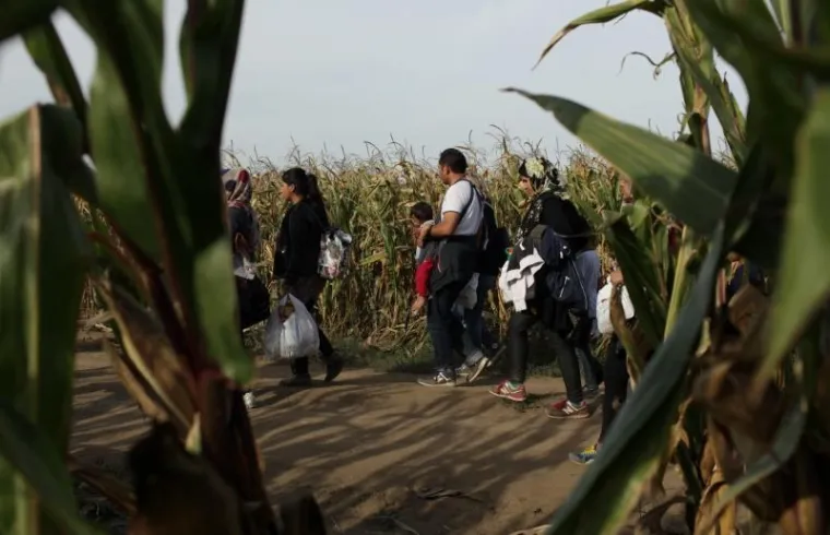 Hrvatska policija u polju čeka sirijske izbjeglice te ih kombijima prevozi u policijsku postaju Tovarnik. Ondje bivaju registrirani te ih se prevozi dalje, u prihvatni centar Ježevo.