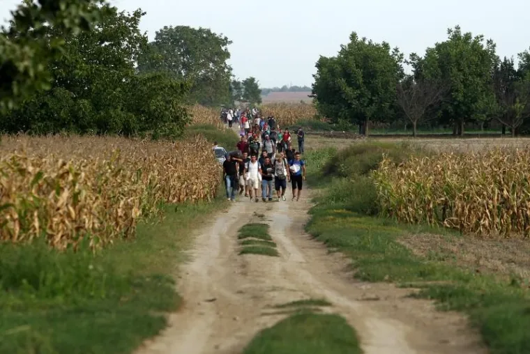 Hrvatska policija u polju čeka sirijske izbjeglice te ih kombijima prevozi u policijsku postaju Tovarnik. Ondje bivaju registrirani te ih se prevozi dalje, u prihvatni centar Ježevo.