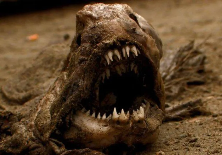 Strah ima mnogo lica, provjerite kolika ste zapravo kukavica