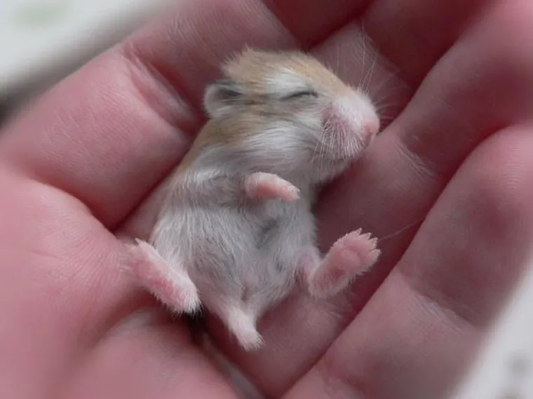 Preslatke životinje koje ne viđamo ba&scaron; često, a možda bi trebali