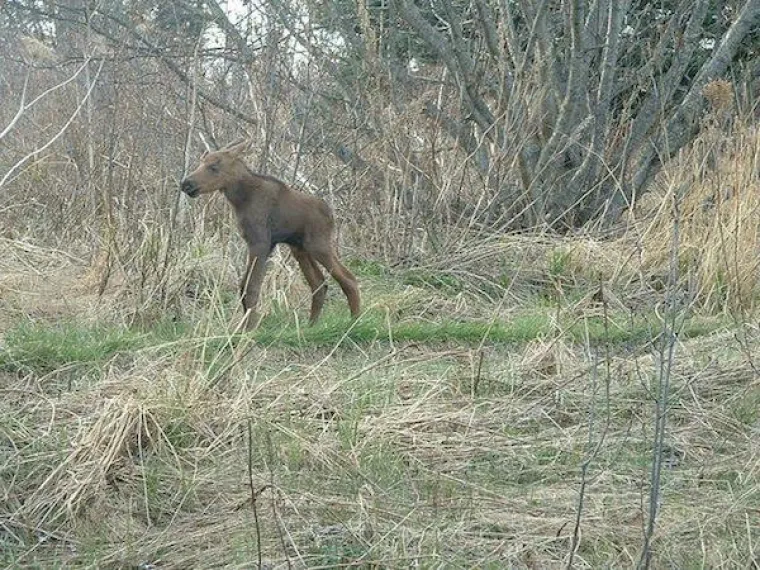 Preslatke životinje koje ne viđamo ba&scaron; često, a možda bi trebali