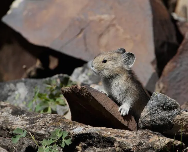 Preslatke životinje koje ne viđamo ba&scaron; često, a možda bi trebali
