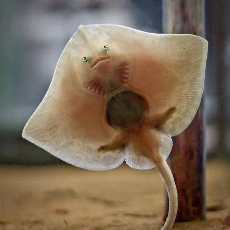 Preslatke životinje koje ne viđamo ba&scaron; često, a možda bi trebali