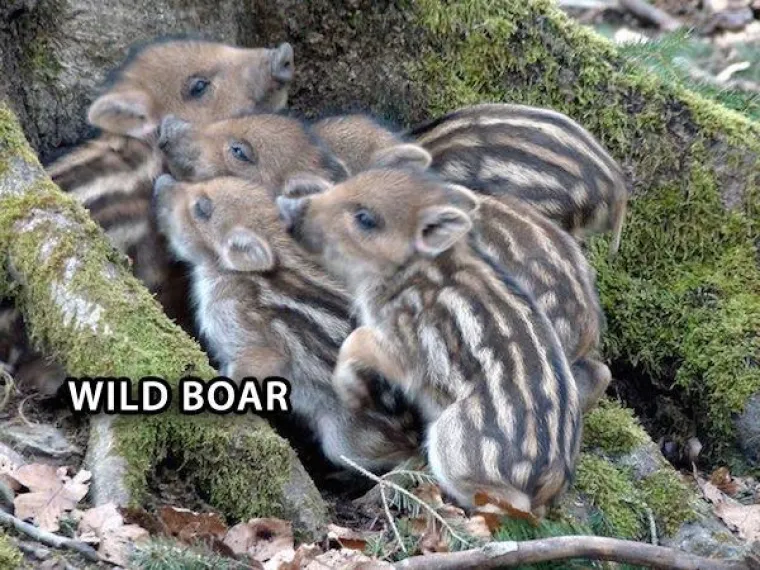 Preslatke životinje koje ne viđamo ba&scaron; često, a možda bi trebali