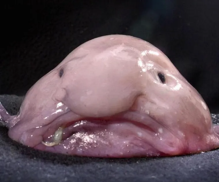 Ne, u ovoj galeriji nije riječ o izmi&scaron;ljenim čudovi&scaron;tima ili životinjama iz crtića, riječ je o bizarnim životinjama koje stvarno postoje u svijetu oko nas. Jeste li spremni za dozu bizarnosti i možda straha?