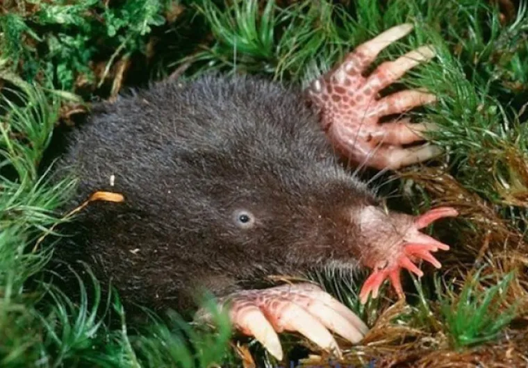 Ne, ovo nisu čudovi&scaron;ta iz noćnih mora, ovo su prave životinje