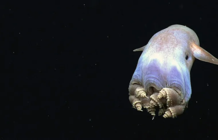 Ne, ovo nisu čudovi&scaron;ta iz noćnih mora, ovo su prave životinje