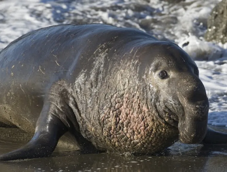 Ne, ovo nisu čudovi&scaron;ta iz noćnih mora, ovo su prave životinje