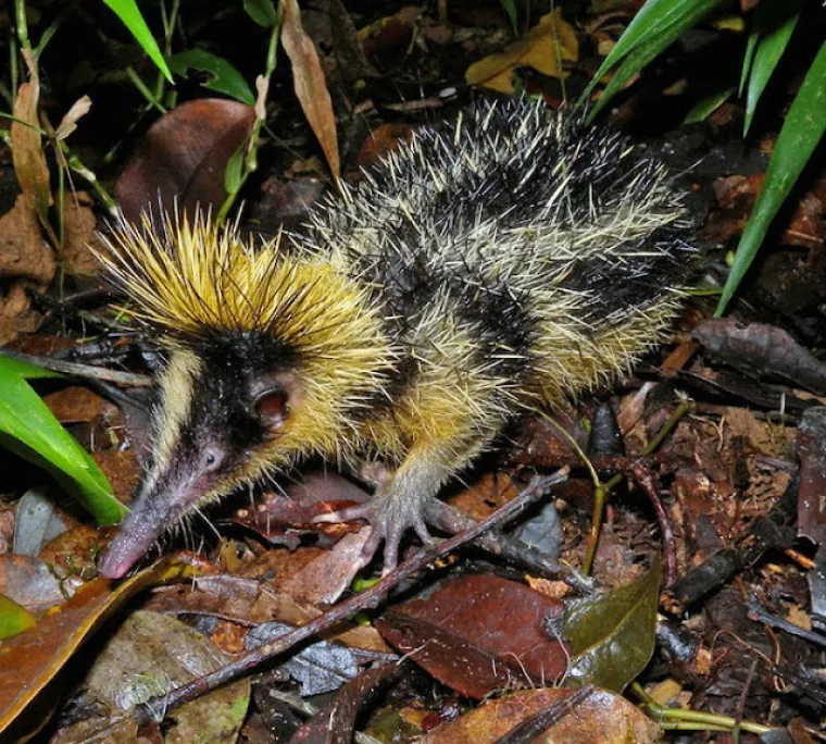 Ne, ovo nisu čudovi&scaron;ta iz noćnih mora, ovo su prave životinje