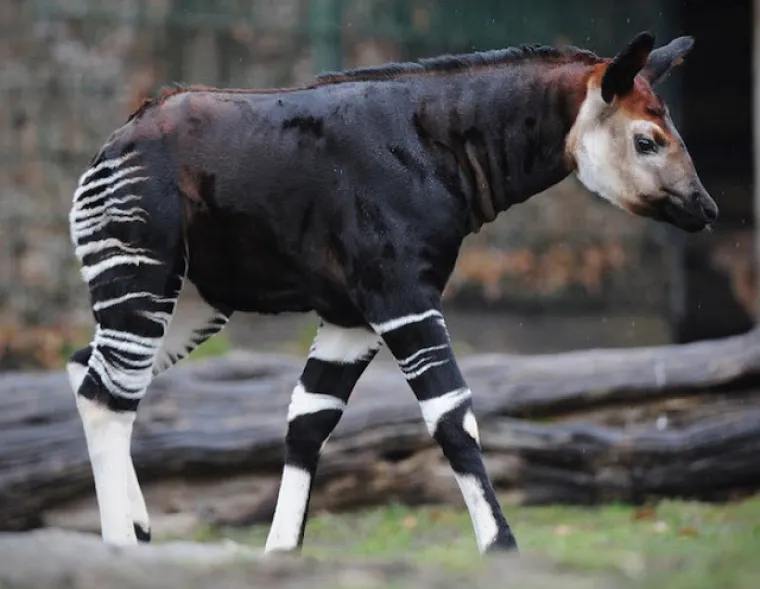 Ne, ovo nisu čudovi&scaron;ta iz noćnih mora, ovo su prave životinje