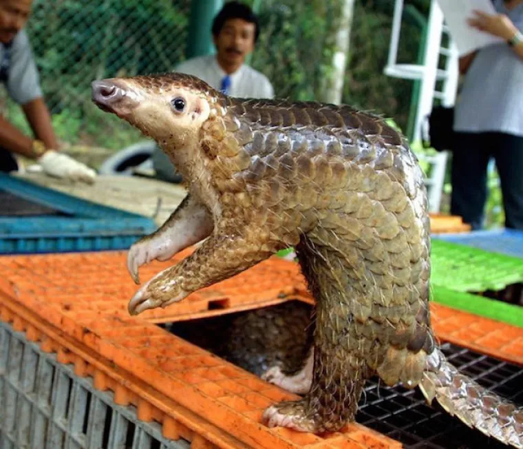 Ne, ovo nisu čudovi&scaron;ta iz noćnih mora, ovo su prave životinje