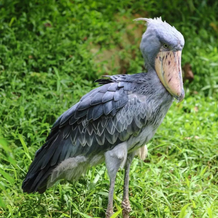 Ne, ovo nisu čudovi&scaron;ta iz noćnih mora, ovo su prave životinje