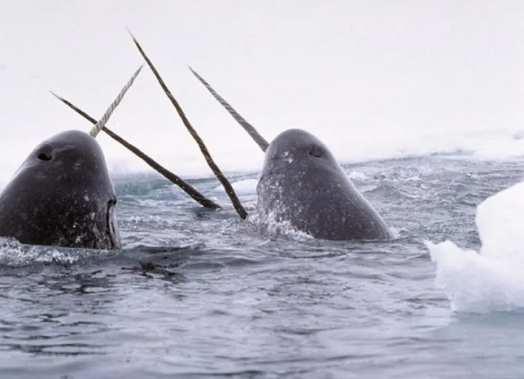 Ne, ovo nisu čudovi&scaron;ta iz noćnih mora, ovo su prave životinje