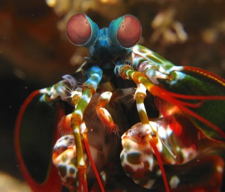 Ne, ovo nisu čudovi&scaron;ta iz noćnih mora, ovo su prave životinje