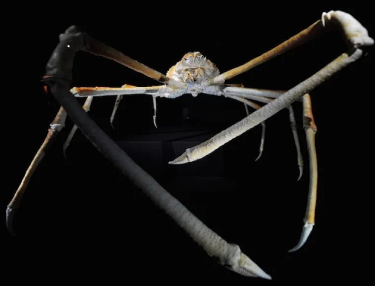 Ne, ovo nisu čudovi&scaron;ta iz noćnih mora, ovo su prave životinje