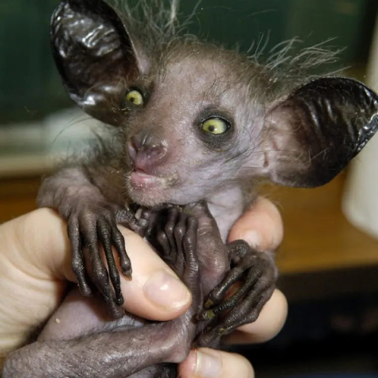 Ne, ovo nisu čudovi&scaron;ta iz noćnih mora, ovo su prave životinje