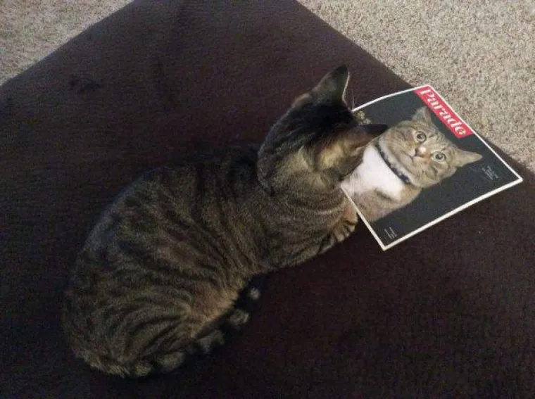 Životinje su najzabavnija stvar na svijetu, unatoč tome &scaron;to mogu biti pomalo glupave