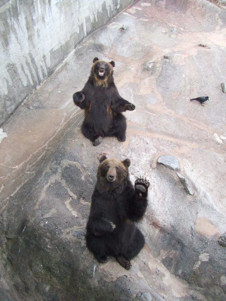 Životinje su najzabavnija stvar na svijetu, unatoč tome &scaron;to mogu biti pomalo glupave