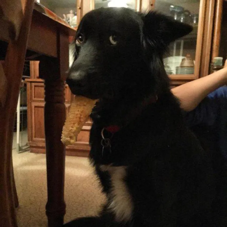 Životinje su najzabavnija stvar na svijetu, unatoč tome &scaron;to mogu biti pomalo glupave