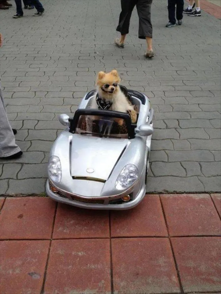 Životinje su najzabavnija stvar na svijetu, unatoč tome &scaron;to mogu biti pomalo glupave