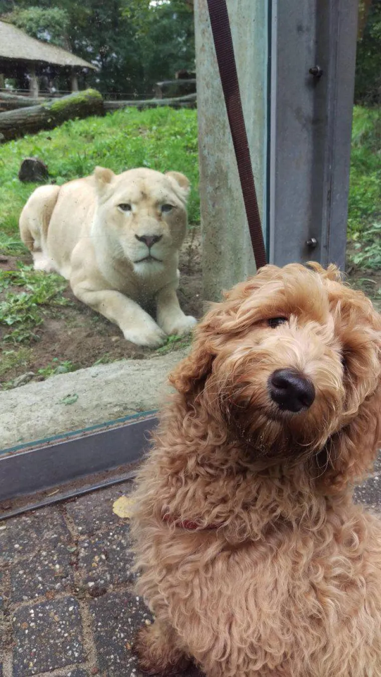 Životinje su najzabavnija stvar na svijetu, unatoč tome &scaron;to mogu biti pomalo glupave