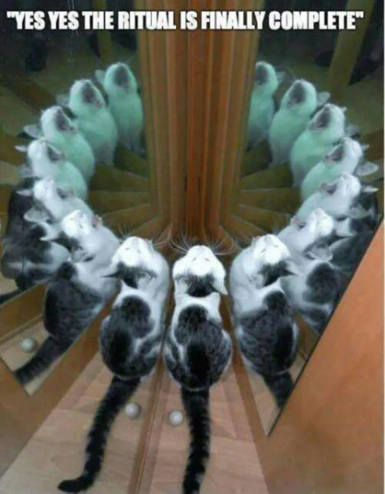 Životinje su najzabavnija stvar na svijetu, unatoč tome &scaron;to mogu biti pomalo glupave