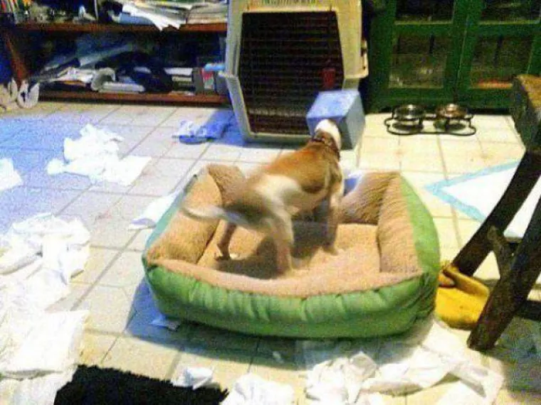 Životinje su najzabavnija stvar na svijetu, unatoč tome &scaron;to mogu biti pomalo glupave