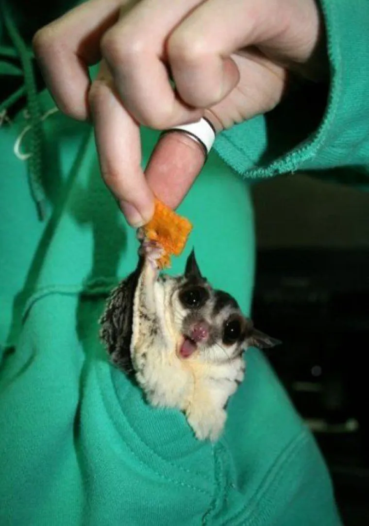 Životinje su najzabavnija stvar na svijetu, unatoč tome &scaron;to mogu biti pomalo glupave