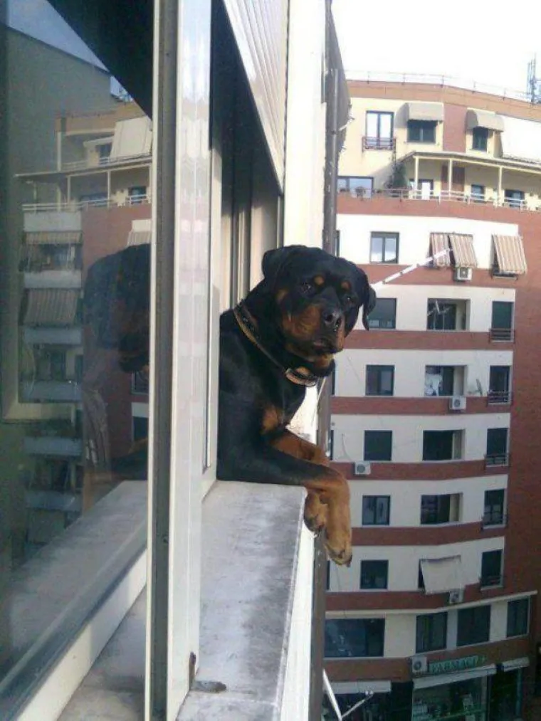 Životinje su najzabavnija stvar na svijetu, unatoč tome &scaron;to mogu biti pomalo glupave