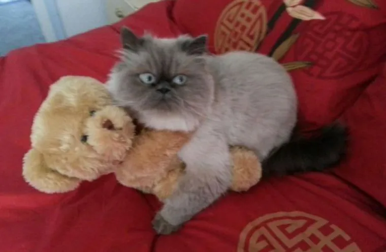 UHVAĆENI NA DJELU! Njihovi izrazi srama govore tisuću riječi