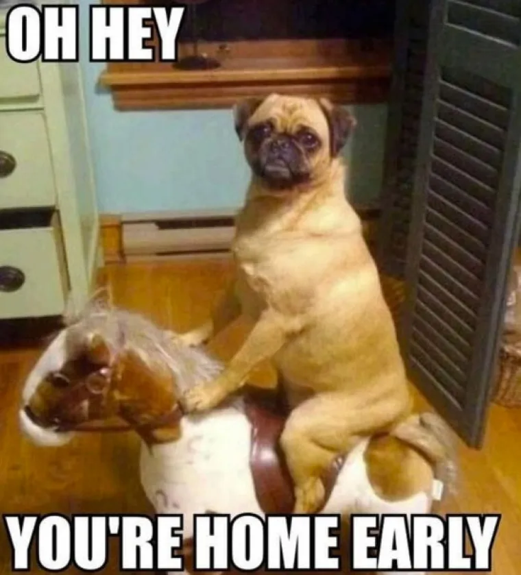 UHVAĆENI NA DJELU! Njihovi izrazi srama govore tisuću riječi