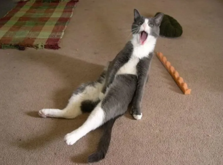 UHVAĆENI NA DJELU! Njihovi izrazi srama govore tisuću riječi