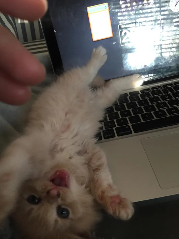 Mačke mogu biti stvarno nepodno&scaron;ljivo dosadne, pogledajte ih samo!