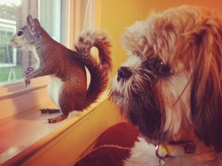 Vjeverica Jill pala je sa stabla za vrijeme uragana, a jedna ju je obitelj odlučila spasiti, njegovati, a onda i udomiti. Od tada je Jill postala dio obitelji, a njihove avanture pogledajte u galeriji.