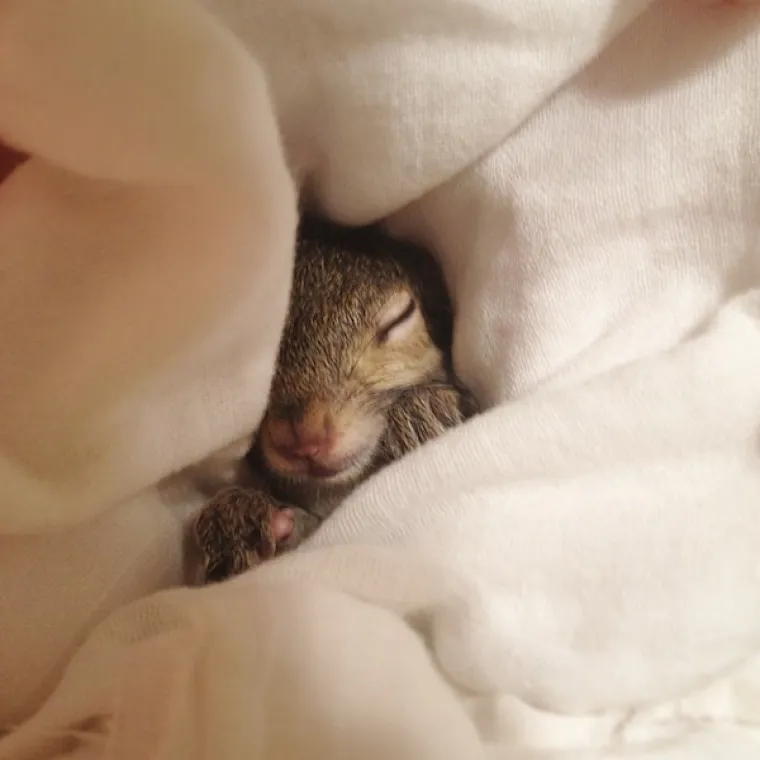 Vjeverica pala s drveta za vrijeme uragana pa postala savr&scaron;en kućni ljubimac