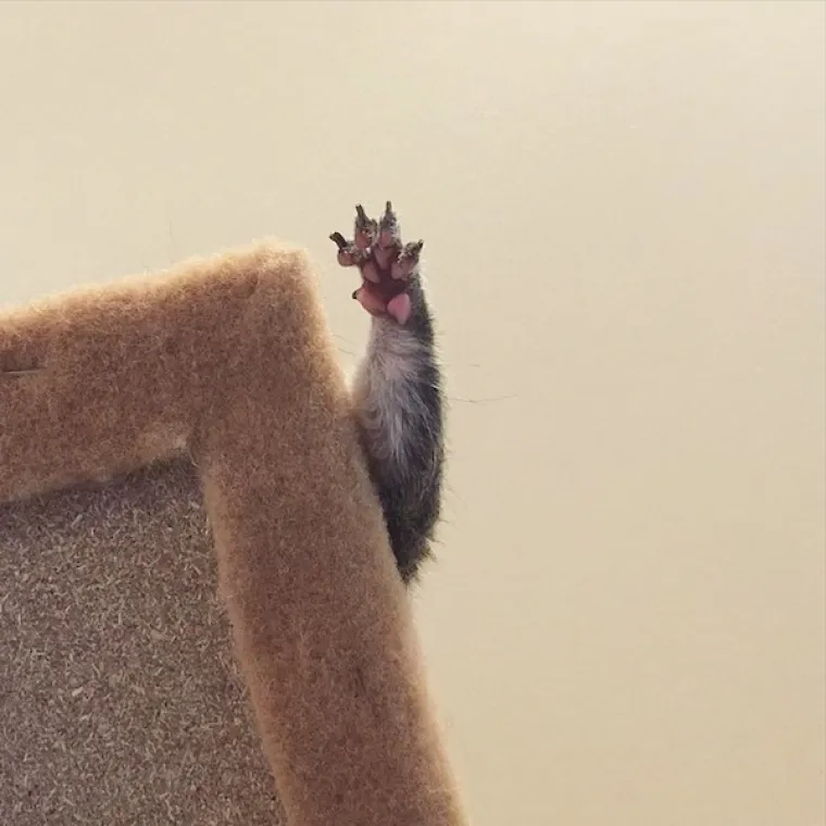 Vjeverica pala s drveta za vrijeme uragana pa postala savr&scaron;en kućni ljubimac