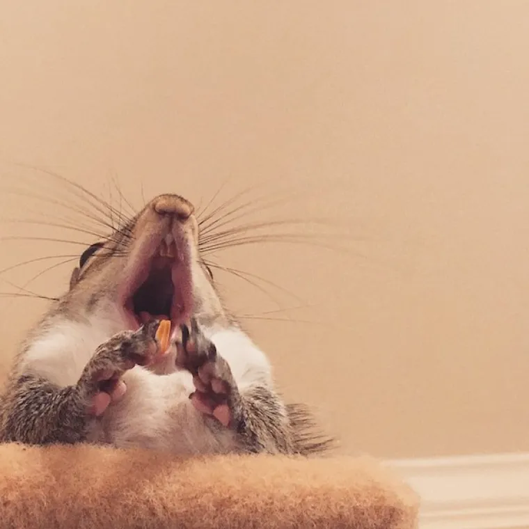 Vjeverica pala s drveta za vrijeme uragana pa postala savr&scaron;en kućni ljubimac