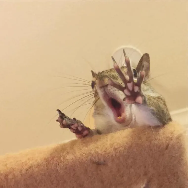 Vjeverica pala s drveta za vrijeme uragana pa postala savr&scaron;en kućni ljubimac