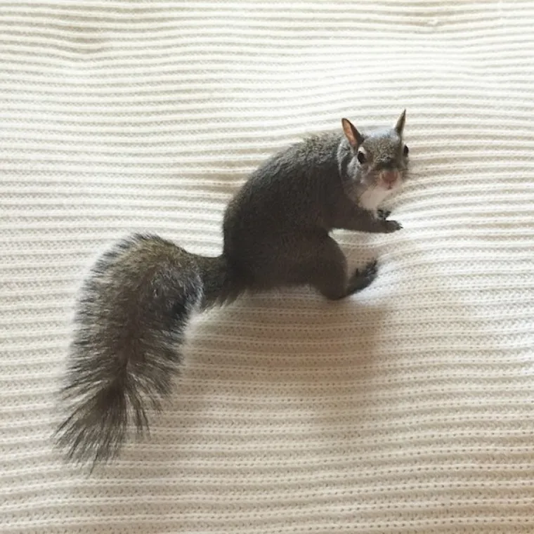 Vjeverica pala s drveta za vrijeme uragana pa postala savr&scaron;en kućni ljubimac