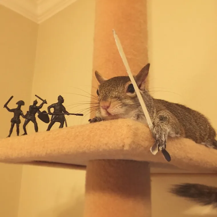 Vjeverica pala s drveta za vrijeme uragana pa postala savr&scaron;en kućni ljubimac