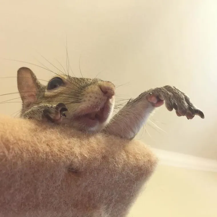 Vjeverica pala s drveta za vrijeme uragana pa postala savr&scaron;en kućni ljubimac