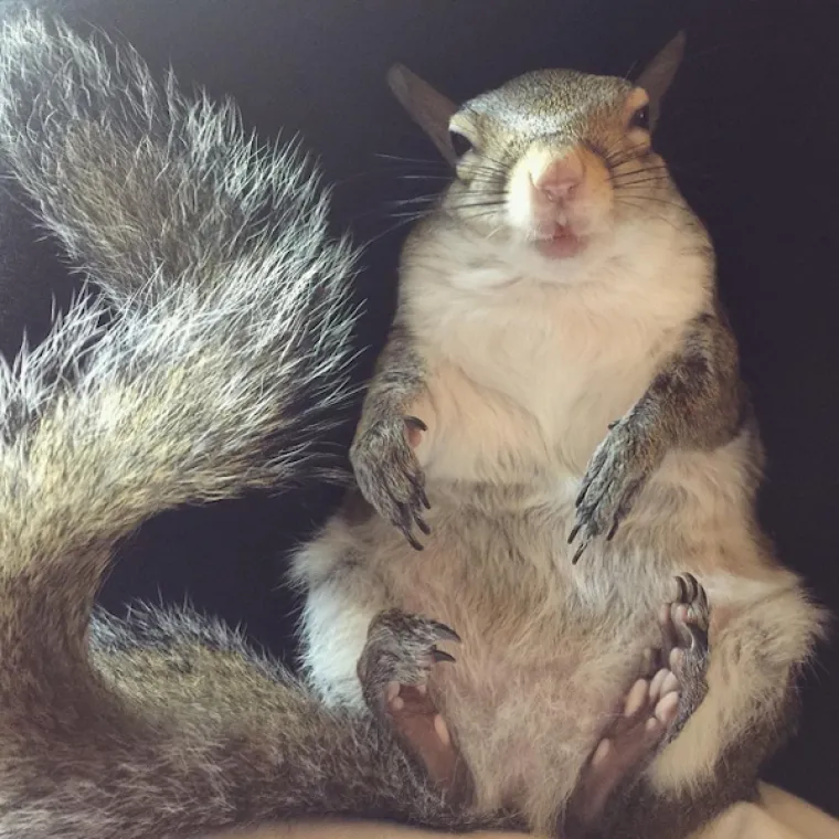 Vjeverica pala s drveta za vrijeme uragana pa postala savr&scaron;en kućni ljubimac