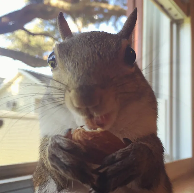 Vjeverica pala s drveta za vrijeme uragana pa postala savr&scaron;en kućni ljubimac