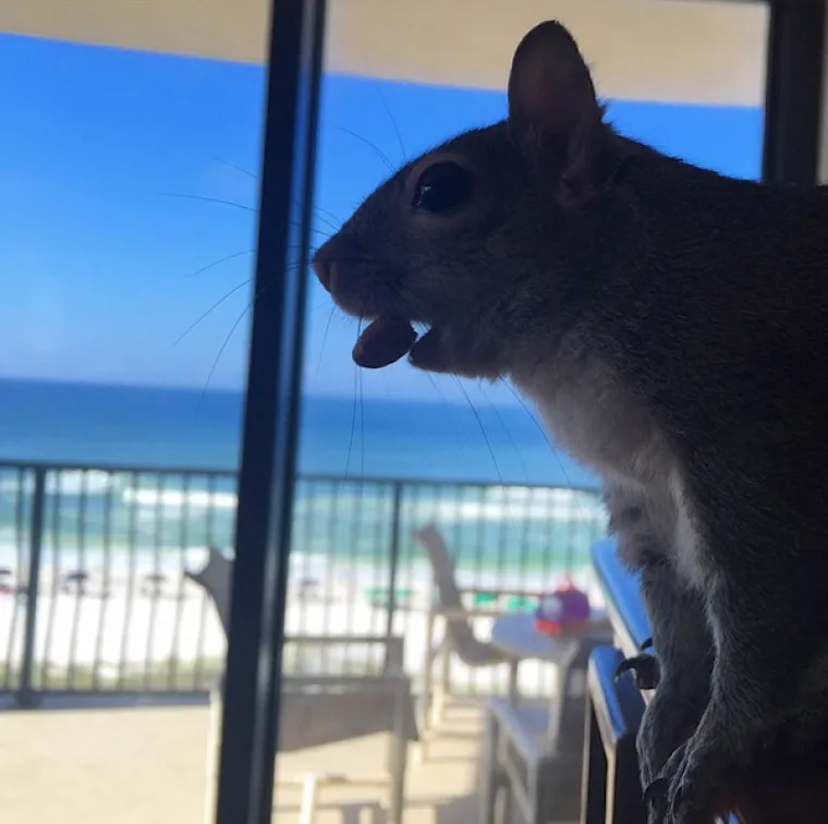 Vjeverica pala s drveta za vrijeme uragana pa postala savr&scaron;en kućni ljubimac