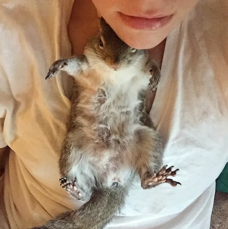 Vjeverica pala s drveta za vrijeme uragana pa postala savr&scaron;en kućni ljubimac